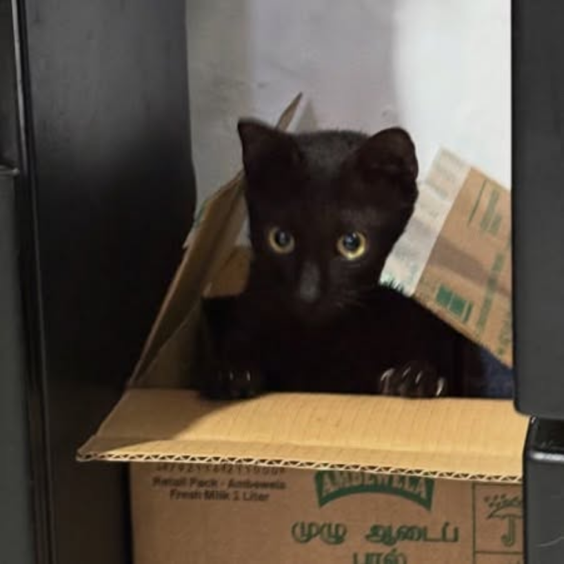 Cat 1